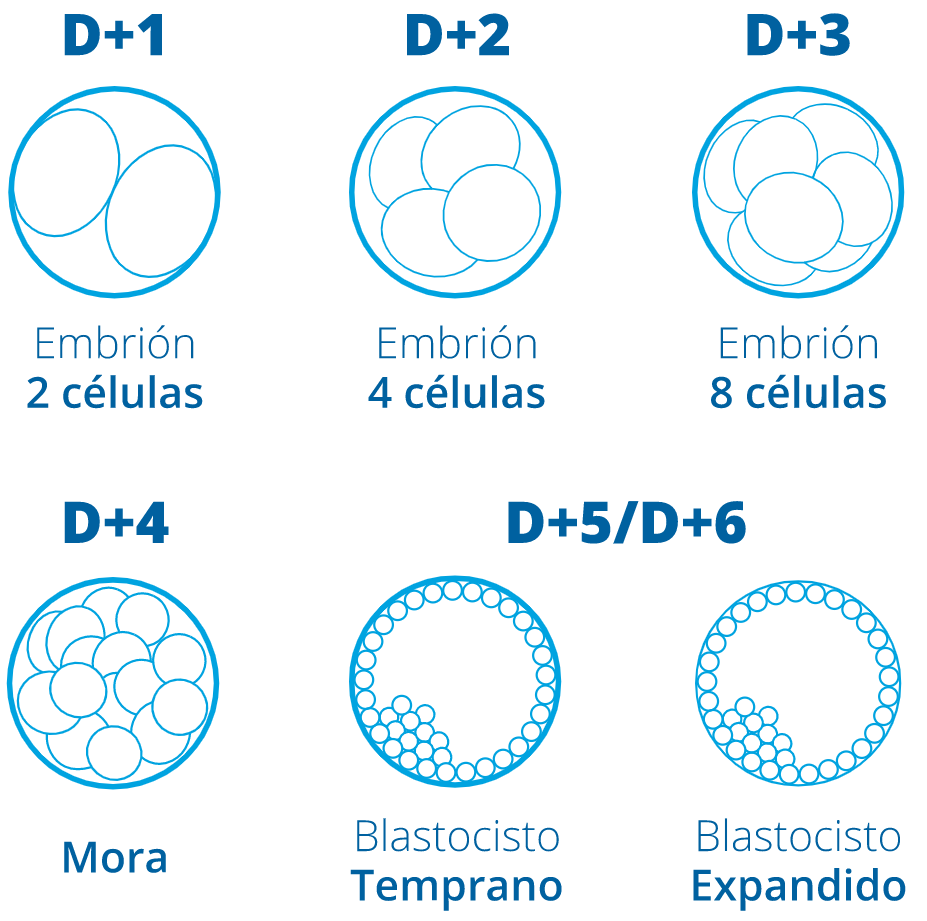 Cultivo y transferencia a blastocisto Cultivo y transferencia a blastocisto